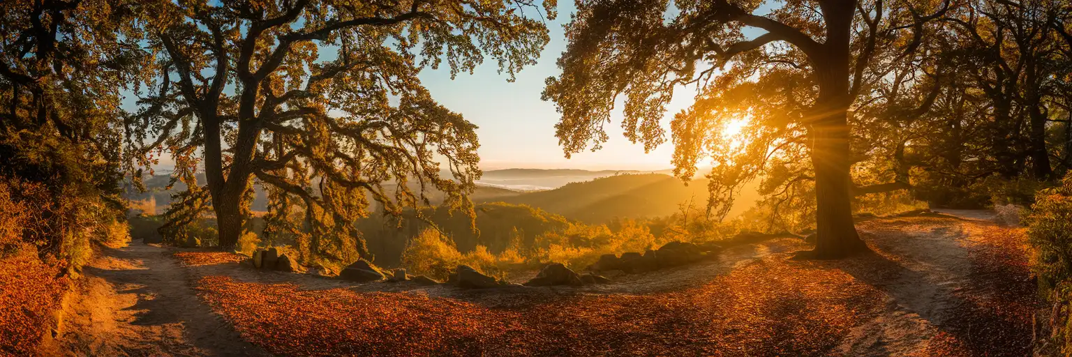 Golden hour sunlight filtering through ancient beech trees in Vienna Woods with a hiking trail winding through the forested hills